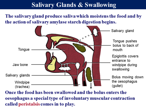 2.2 Digestion - Physical Process & Absorption | Teaching Resources