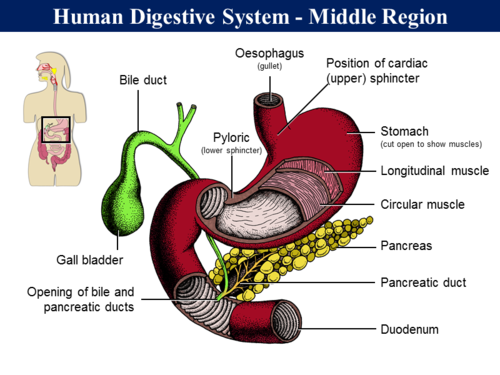 2.2 Digestion - Physical Process & Absorption | Teaching Resources