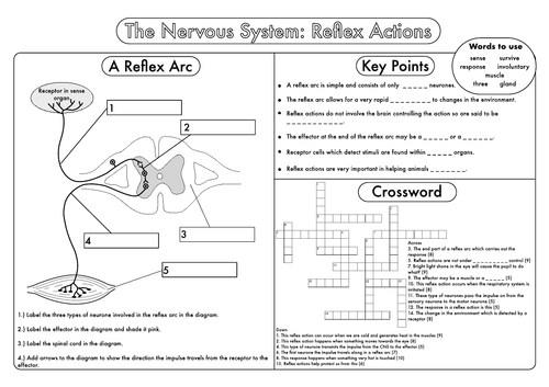 gcse biology the nervous system worksheet pack updated teaching resources