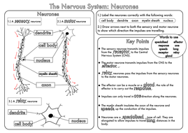 GCSE worksheets on the Nervous System by beckystoke - Teaching