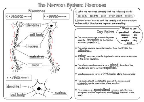 GCSE worksheets on the Nervous System by beckystoke - Teaching