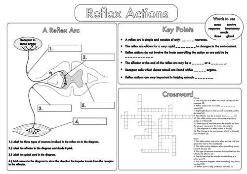 GCSE worksheets on the Nervous System by beckystoke - Teaching