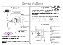 GCSE worksheets on the Nervous System by beckystoke - Teaching