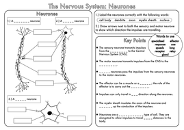 GCSE worksheets on the Nervous System by beckystoke - Teaching