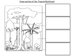 lesson 2 cross section of the rainforest by emsie125