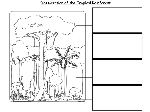 Worksheets Layers Of The Rainforest Worksheet lesson 2 cross section of the rainforest by emsie125 teaching worksheet etu ppt