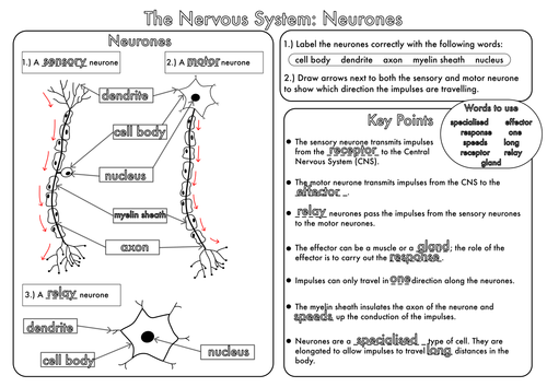 GCSE Revision Nervous System Neurones worksheet by