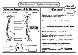 GCSE Biology: Neurones Revision Worksheet Sample by beckystoke