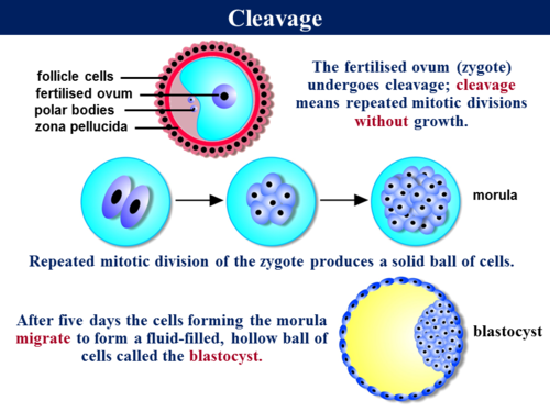 2.4.1 Gametogenesis & Fertilisation - Mammals/Humans | Teaching Resources