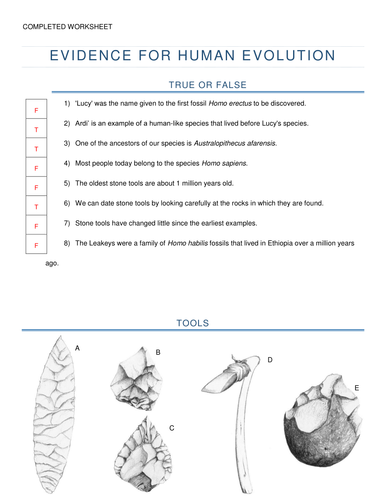 Worksheet Evidence For Evolution Worksheet evidence for human evolution gcse edexcel biology unit 3 b3 vkfhvf docx