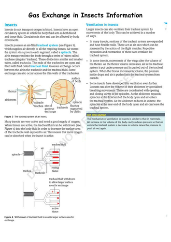 docx, 556.95 KB