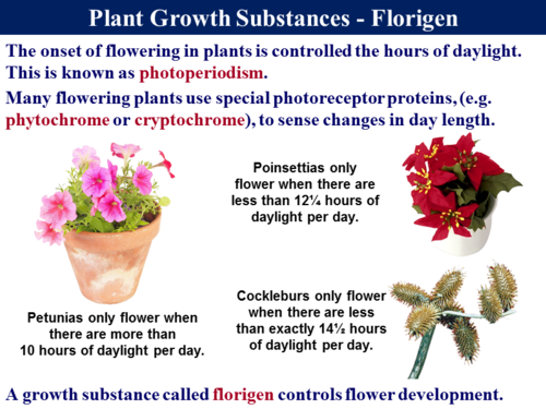  Chemical Control In Plants | Teaching Resources