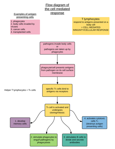 3 flow charts:the formation of lymphocytes, cell mediated and humoral ...