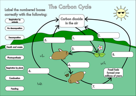 GCSE Carbon Cycle worksheets and A3 wall posters by beckystoke