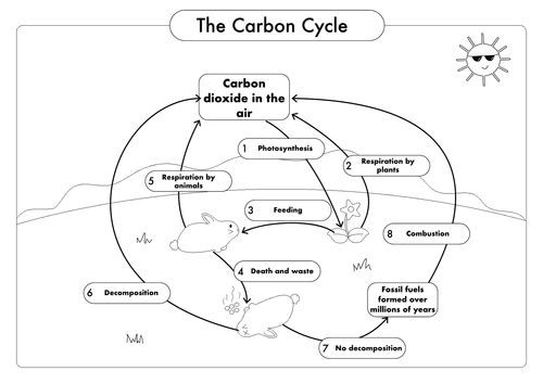 bio 1.7 assignment carbon cycle