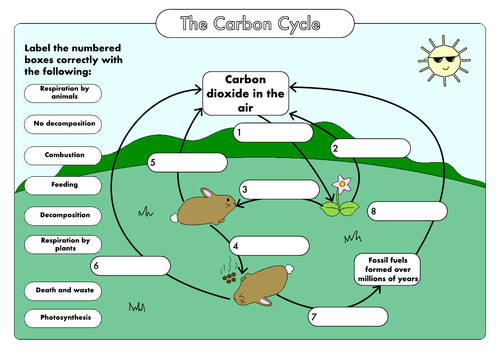 blank carbon cycle diagram