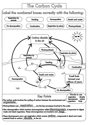 GCSE Carbon Cycle worksheets and A3 wall posters by beckystoke