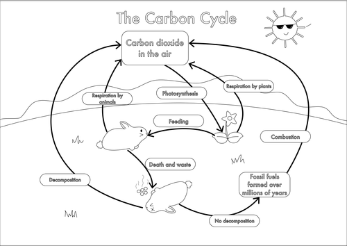 GCSE Carbon Cycle worksheets and A3 wall posters by beckystoke