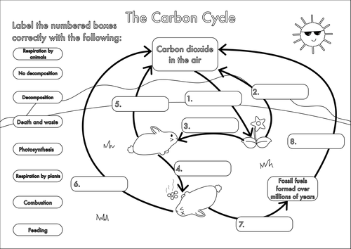 Printables Carbon Cycle Worksheets printables the carbon cycle worksheet safarmediapps worksheets gcse and a3 wall posters by beckystoke teaching