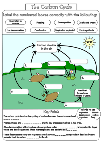 GCSE Carbon Cycle worksheets and A3 wall posters by beckystoke