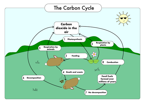 GCSE Biology: Carbon Cycle worksheets and A3 wall posters UPDATED ...