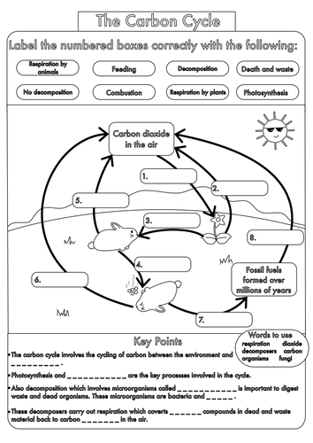 Printables Carbon Cycle Worksheets printables the carbon cycle worksheet safarmediapps worksheets gcse and a3 wall posters by beckystoke teaching