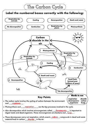 blank carbon cycle diagram