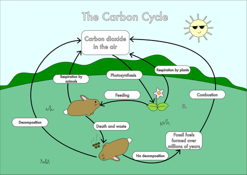 GCSE Carbon Cycle worksheets and A3 wall posters by beckystoke