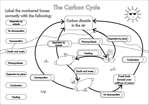 GCSE Carbon Cycle A4 poster to label by beckystoke - Teaching Resources ...