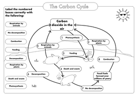 32 The Carbon Cycle Worksheet Answers - Worksheet Resource Plans