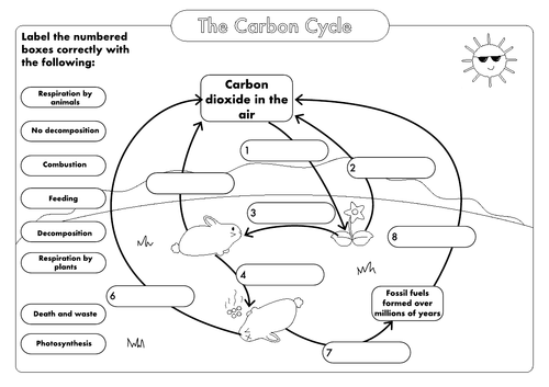 Cycle the carbon worksheet on Carbon cycle