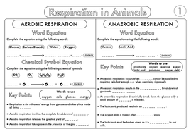 GCSE Biology: Respiration Worksheet Pack UPDATED by beckystoke