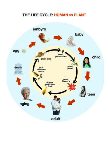 Plant and Animal Life Cycles KS2 science by jeniwebbo - Teaching ...