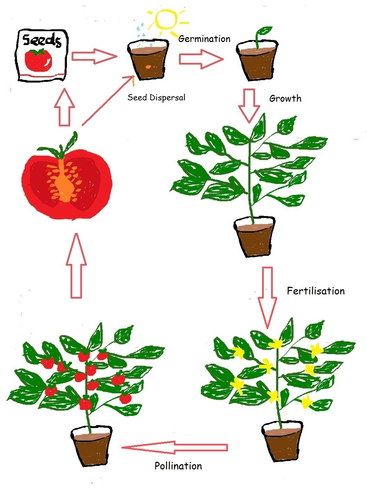 Plant Lifecycles by kldixon1 - Teaching Resources - TES