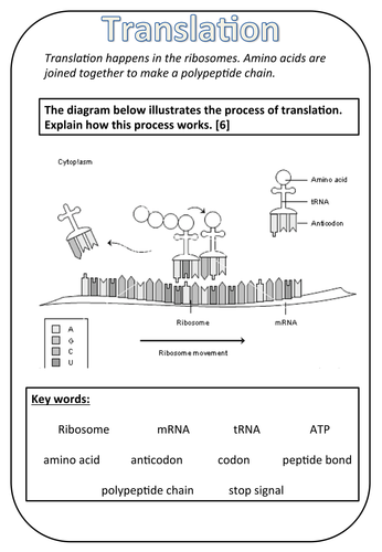 Trna And Mrna Transcription Worksheet With Answer Key / Solved: Date