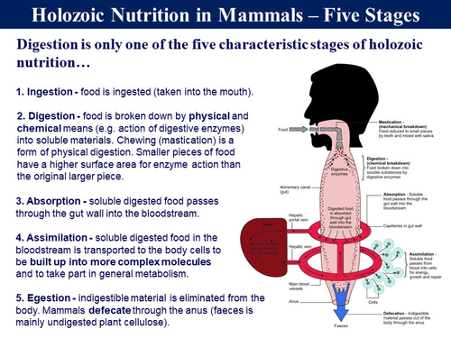 BioA_2.4.2 Holozoic Nutrition | Teaching Resources