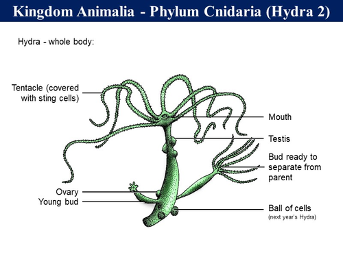 BioA_2.4.2 Holozoic Nutrition | Teaching Resources