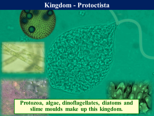 2.4.2 Holozoic Nutrition 