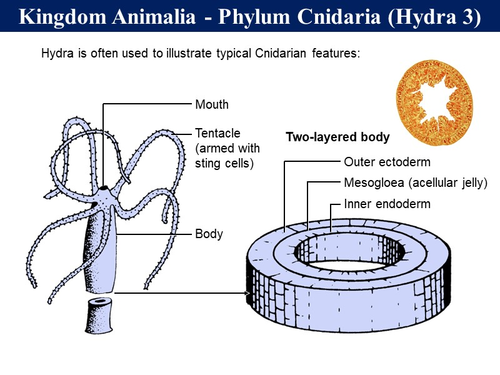 BioA_2.4.2 Holozoic Nutrition | Teaching Resources