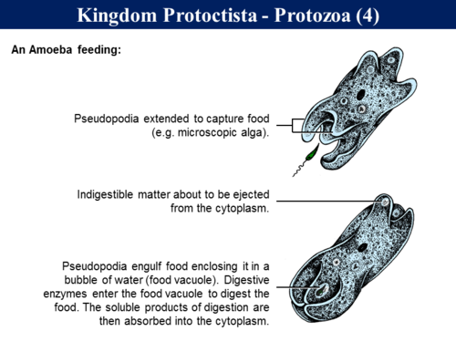 2.4.2 Holozoic Nutrition | Teaching Resources