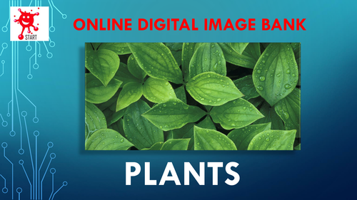 Online Digital Image Bank - PLANTS