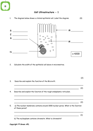 A level Biology revision (year 1) | Teaching Resources