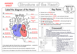 Biology Gcse Revision Heart And Circulation Worksheet Pack Updated Teaching Resources