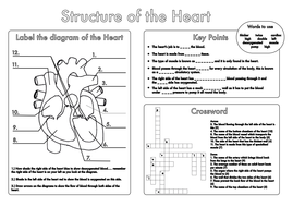 Biology GCSE Revision: Circulation Worksheet Pack by beckystoke