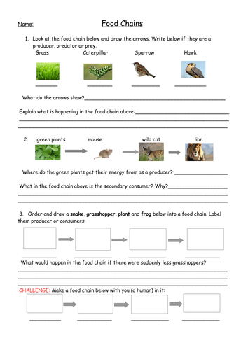 Food Chains Full Lesson with Worksheets, Plan and Food Web ...