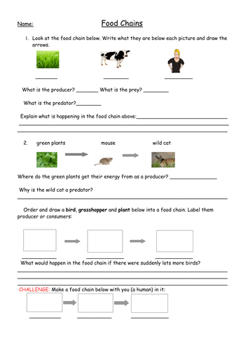 Food Chains Full Lesson with Worksheets, Plan and Food Web Extension