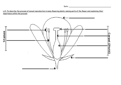 Reproduction in Plants and Animals Planning and Worksheets | Teaching