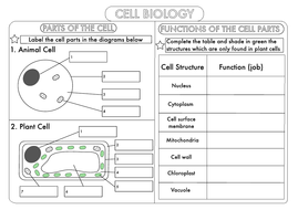 cell parts and functions worksheet pdf  reviewmotorsco