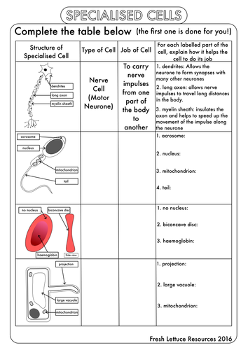 GCSE Cell Biology Worksheet Pack by beckystoke - Teaching Resources - TES