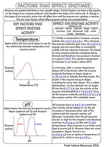 GCSE Enzyme Worksheet Pack by beckystoke Teaching Resources TES